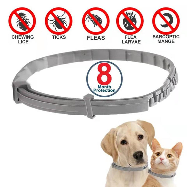 Pet Collars